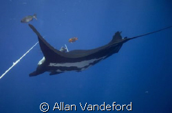 Fly Bye. Manta passing below the stern line of Solmar V. ... by Allan Vandeford 
